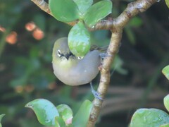 Zosterops virens capensis
