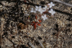 Stylidium pulchellum