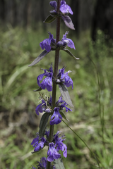 Ajuga australis