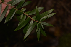 Acrotriche aggregata