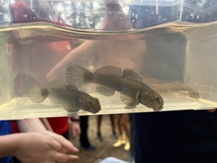 Gobiomorphus basalis