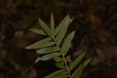 Acrotriche aggregata