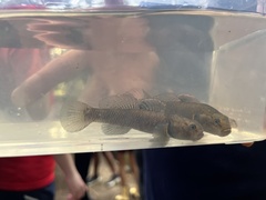 Gobiomorphus basalis