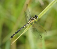 Austrogomphus ochraceus