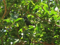 Apalis thoracica capensis