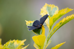 Melanis acroleuca acroleuca