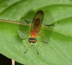 Sarginae