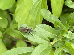 Empis