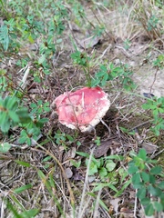 Russula pusilla