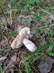 Russula pusilla