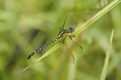 Austrogomphus ochraceus