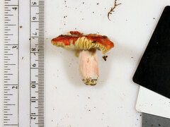 Russula pusilla