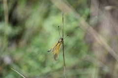 Libelloides ictericus