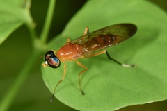 Sarginae