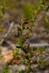 Prasophyllum appendiculatum