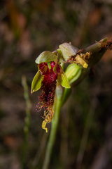 Calochilus pulchellus