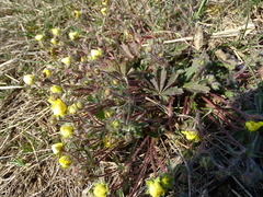 Potentilla heptaphylla