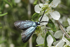 Pollanisus viridipulverulenta