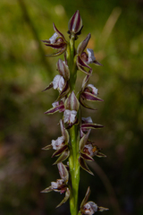 Prasophyllum australe