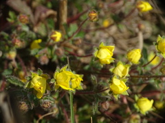 Potentilla heptaphylla