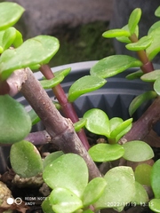 Portulacaria