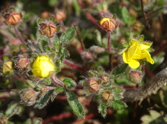Potentilla heptaphylla