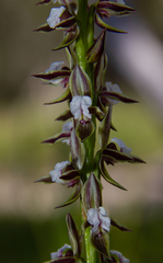 Prasophyllum australe