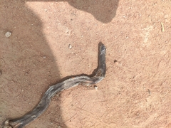 Atractaspis dahomeyensis