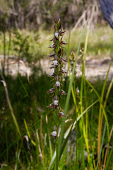 Prasophyllum australe