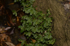 Elatostema stipitatum