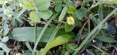 Mecardonia procumbens