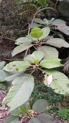 Dendrocnide meyeniana