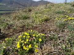Potentilla verna