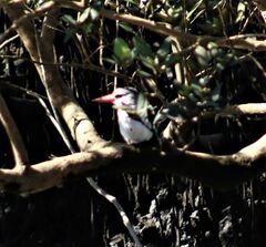 Halcyon senegaloides