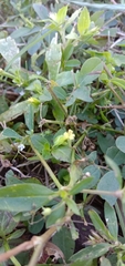 Mecardonia procumbens