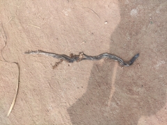 Atractaspis dahomeyensis