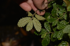Elatostema stipitatum
