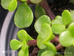 Portulacaria