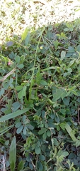 Mecardonia procumbens