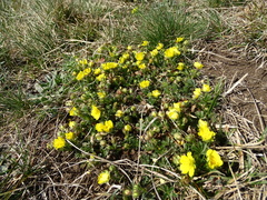 Potentilla verna