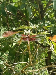 Camacinia gigantea