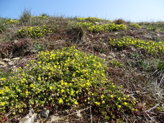 Potentilla verna