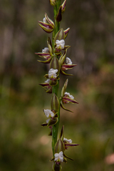Prasophyllum australe