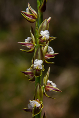 Prasophyllum australe