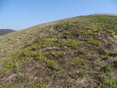Potentilla verna
