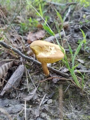 Xerocomus illudens