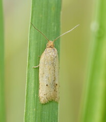 Clepsis therina