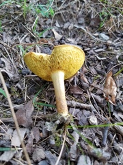 Xerocomus illudens