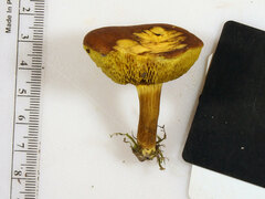 Xerocomus illudens