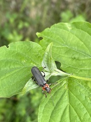 Cantharis fusca